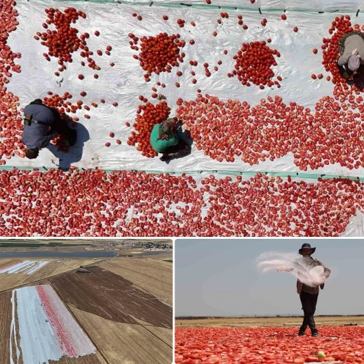 Diyarbakır'da kavurucu sıcakta başlayan domates hasadı, İtalya ve ABD'den sipariş yağdırıyor