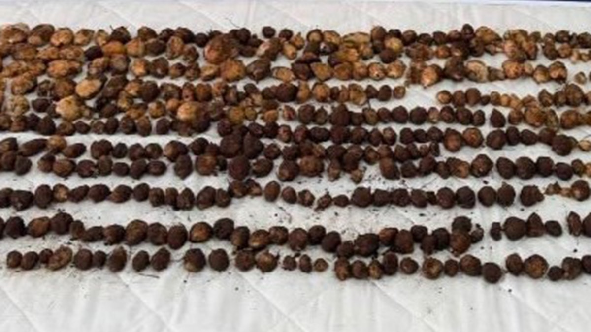 Doğada Salep Toplayan 3 Kişiye 2 Milyon TL Ceza