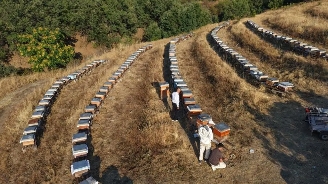 Doğanın Bereketi Bala Yansıdı: Rekoltede Yüzde 20 Artış