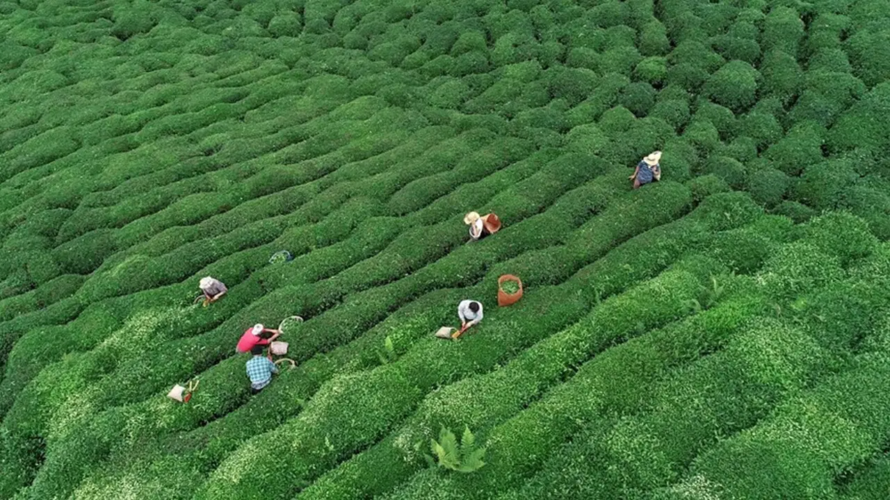 Doğu Karadeniz'de sağanak altında çay hasadı: Kilosu 35 TL