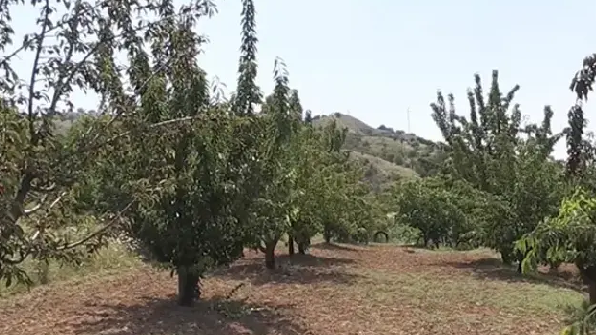Don hasadı vurmayınca Eldivan'da verim yüzleri güldürdü