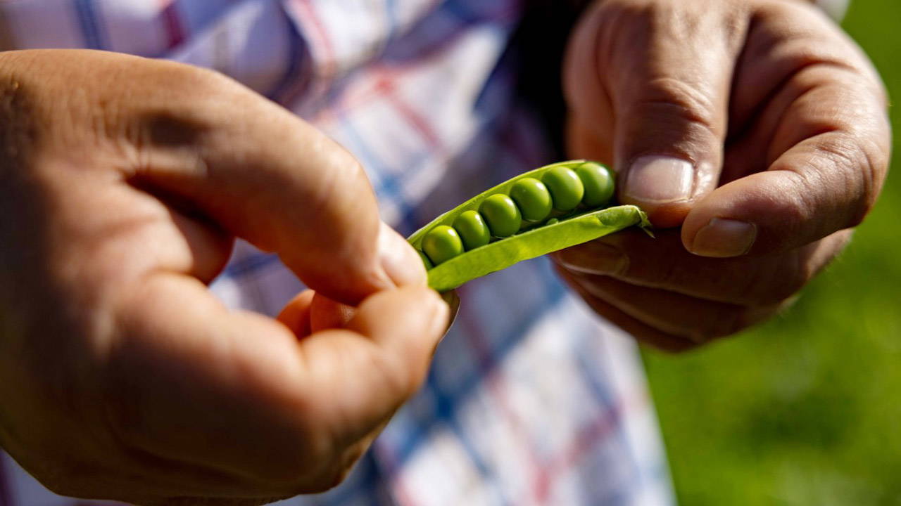 Dondurulmuş Gıdada Sürdürülebilir Tarım Hamlesi: SuperFresh Yıl Boyu Sofralarda