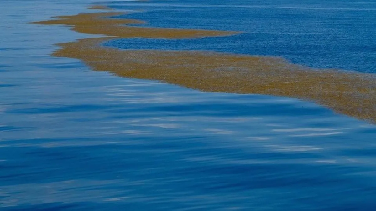 Dünyada Karaya Değmeyen Tek Deniz: Sargasso Denizi