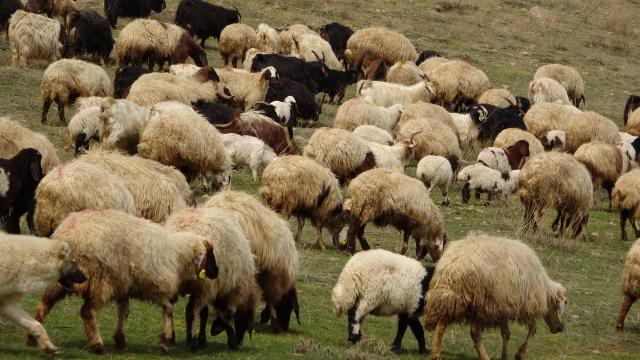 Dünyanın En Eski Hayvan Fosili Norveç'te Koyun Çiftliğinde Bulundu