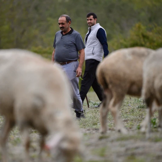 Düzce'de 23'lük İsrafil, 100 Küçükbaşla Kendi İşini Kurdu