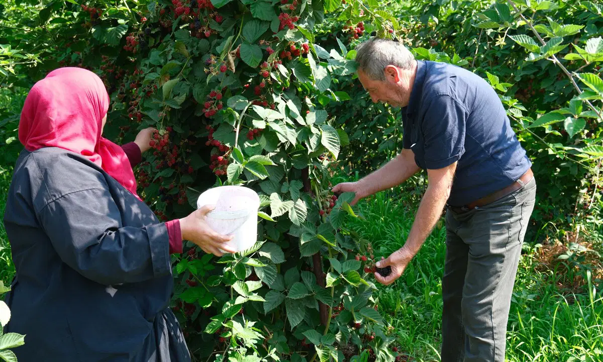 Edirne'de Ahududu ve Böğürtlen Devrimi: Tarladan Pastanelere