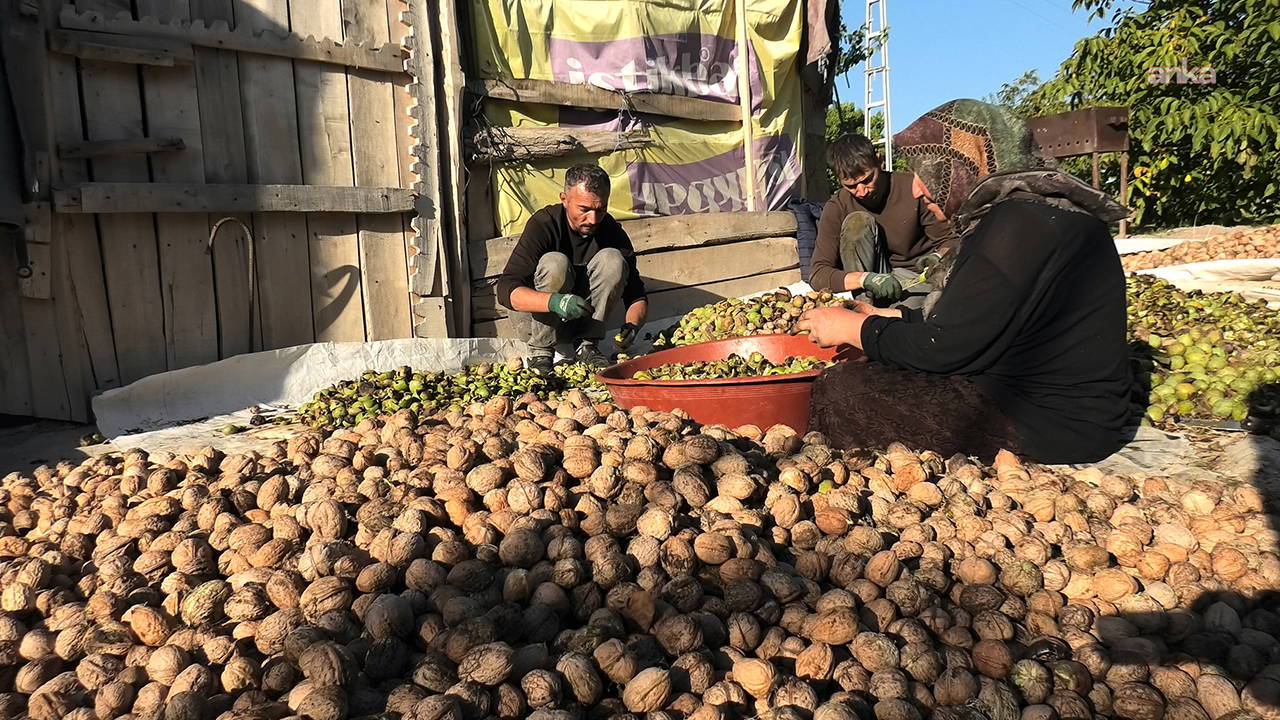 Edirne'de ceviz hasadı başladı: 400 ton rekolte bekleniyor