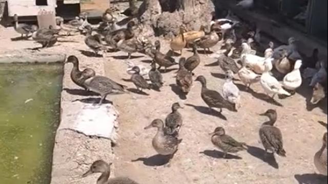 Edirne'de Yaban Hayvanı Ticareti Operasyonu: 257 Kuş Kurtarıldı