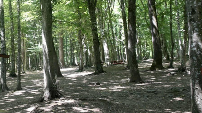 Edirne'de ormanlık alanlara girişler 15 Ekim'e kadar yasaklandı
