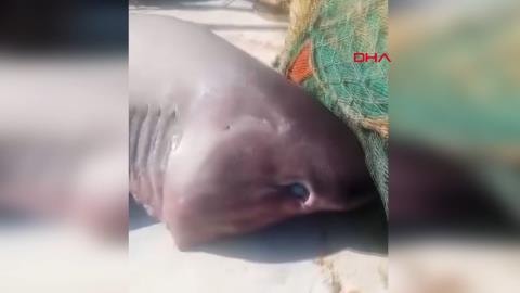 Edirne Saros Körfezi'nde dev köpek balığı şoku