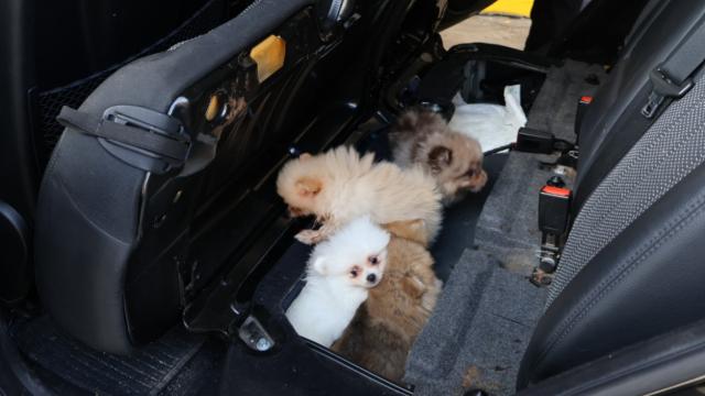 Edirne'de yasa dışı köpek yavrusu sevkiyatı engellendi