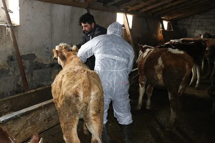 Ege ve İç Anadolu'da Şap Alarmı: Hayvan Pazarlarına Kilit