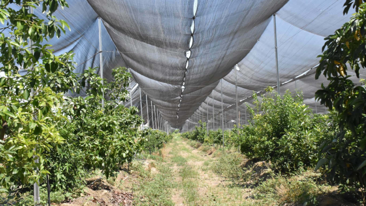 Ege'de dev serada 4 saatte hasat: Avrupa'ya ihraç ediliyor
