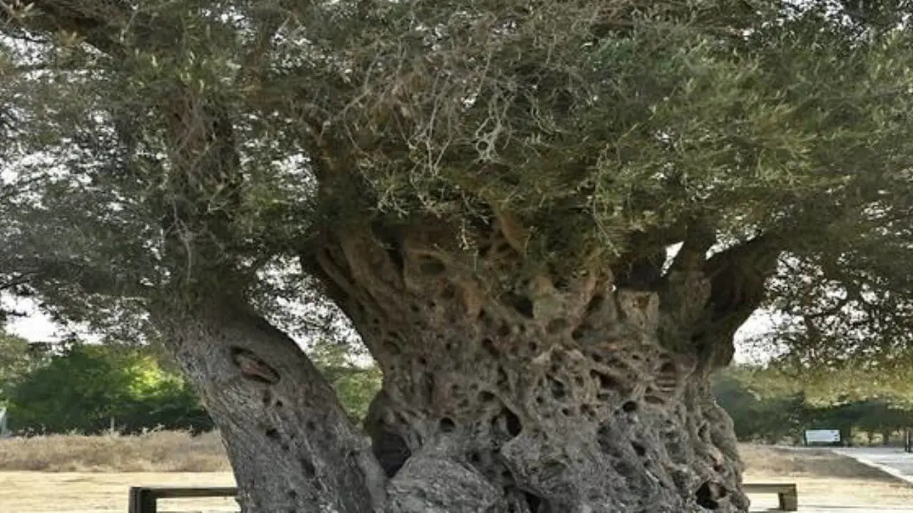 Ege'nin Mitolojik Bekçisi Umay Nine 1800 Yıldır Meyve Veriyor