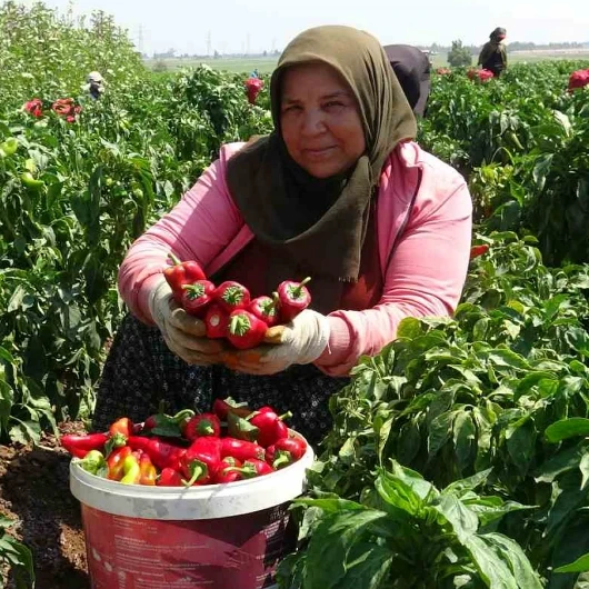 El Yakıyor Yüz Yakıyor Ama Hasat Devam Ediyor: Hatay'da Zorlu Mesai