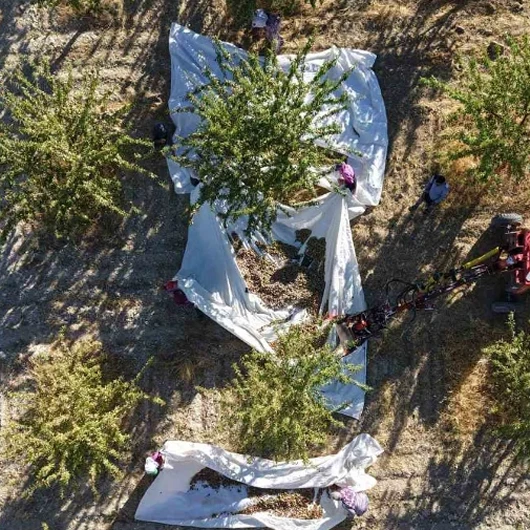 Elazığ'da Çorak Arazi, Fransız Badem Bahçesine Dönüştü