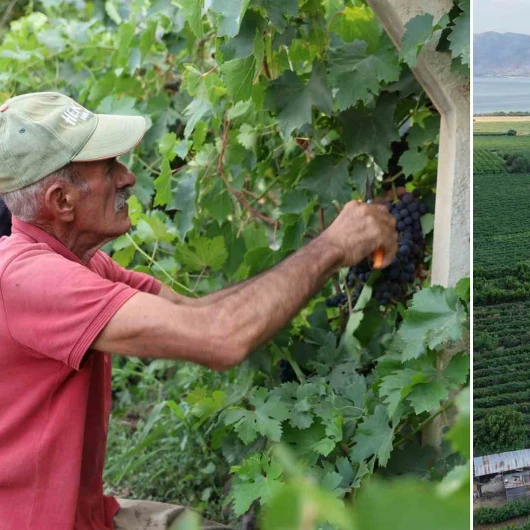 Elazığ'da Erkenci Üzüm Hasadı Başladı: Don Vurgununu Bereketli Sezon İzledi