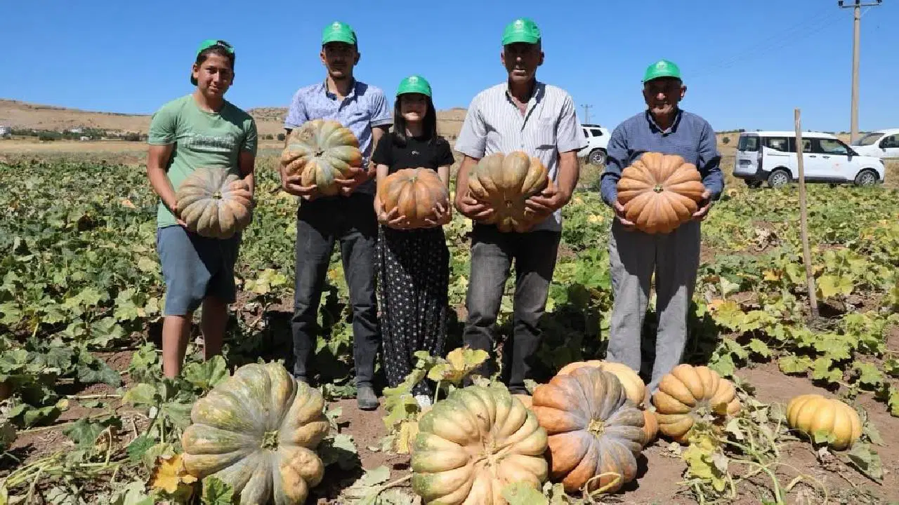 Elazığ'da Kabak Hasadı Bereketiyle Başladı