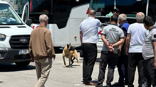 Elazığ'da başıboş köpek saldırısı: Kadın yaralı kurtuldu