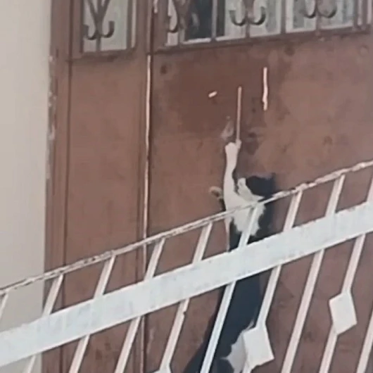 Elazığ'da Kedi Kapıyı Açıp İçeri Girdi: O Anlar Kamerada