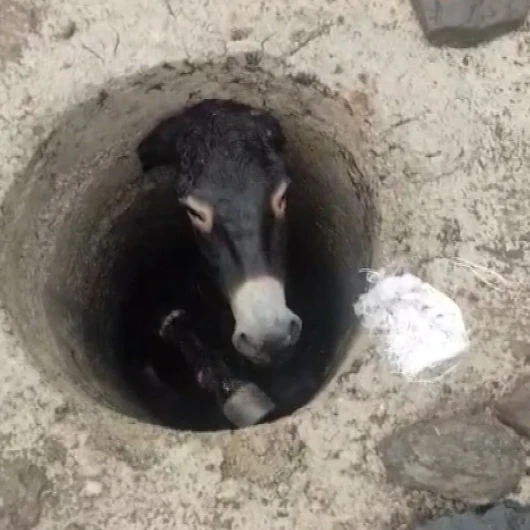 Elazığ'da kuyuya düşen eşek itfaiye ekiplerince kurtarıldı