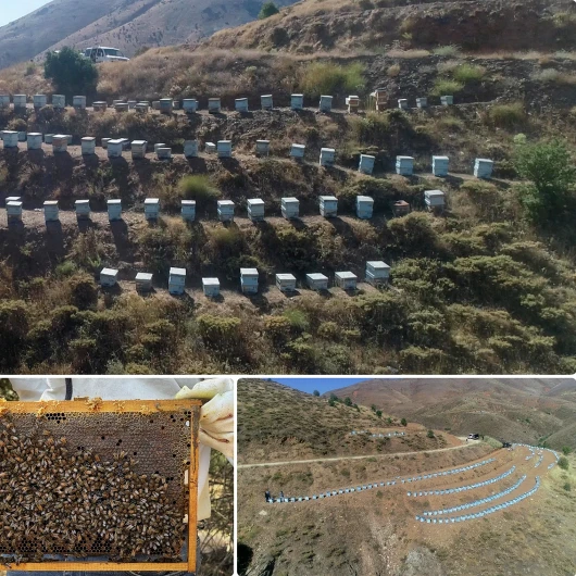 Elazığ'ın Coğrafi İşaretli Geven Balında Hasat Zamanı: Arıların 11 Aylık Emeği