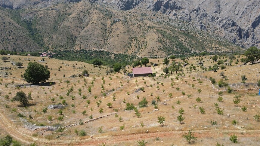 Emekli öğretmen 80 bin fidanla atıl arazileri yeşillendirdi
