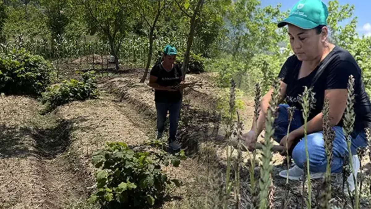 Emekli sağlıkçı atıl arazide ekim yaparak servet kazanıyor
