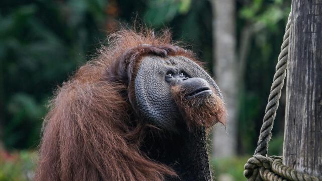 Tapanuli orangutanlarının yüzde 7'si selde yok oldu
