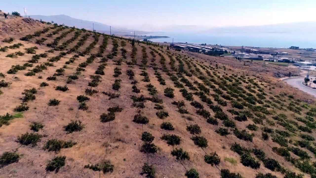Erciş Üzümünde Hasat Zamanı: 3 Bin Yıllık Lezzet Kasalarla Yola Çıkıyor