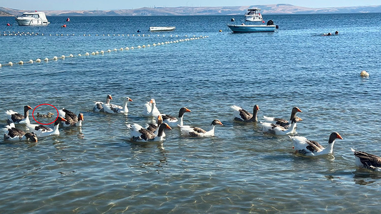Erdek’in şartlı tahliyeli kazları sahile döndü, sürüye ördek yavrusu katıldı