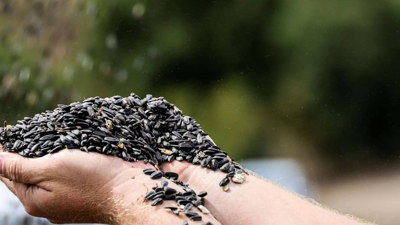 Erzincan'da 8 Bin Ton Çerezlik Ayçiçeği Hasadı Başladı