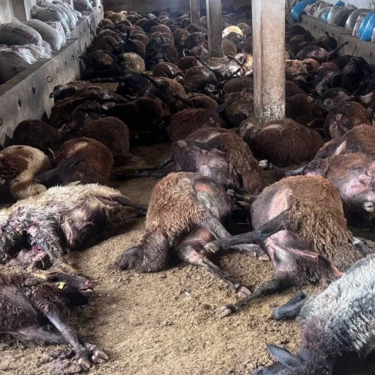 Erzincan'da besici felaketi: 144 koyun bir gecede telef oldu