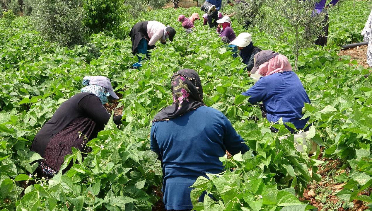 Erzincan'da Beyaz Kuru Fasulye Hasadı Başladı