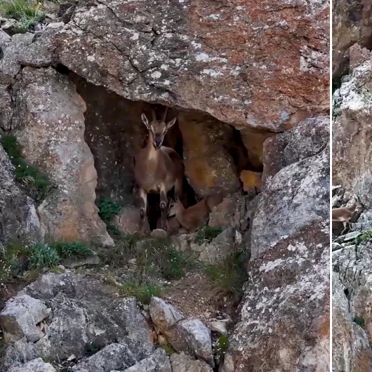 Erzincan'da Yaban Keçileri Dronla Görüntülendi