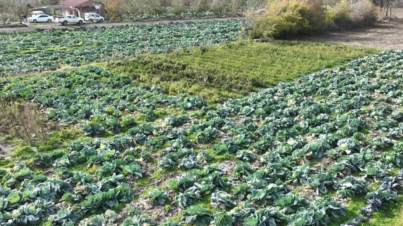 Erzurum'da 500 Bin Söğütlü Lahanası Toprakla Buluştu