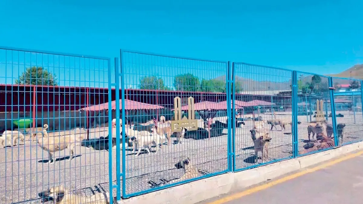 Erzurum'un sokak hayvanları modeli tüm Türkiye'ye örnek oldu
