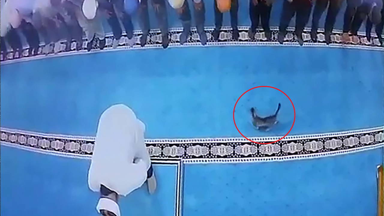 Erzurum'da Cami İçinde Kediye Tekme Atan Kişi Gözaltına Alındı