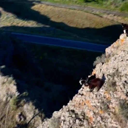 Erzurum'da Tekno Çoban: Keçileri Dronla Yönetiyor