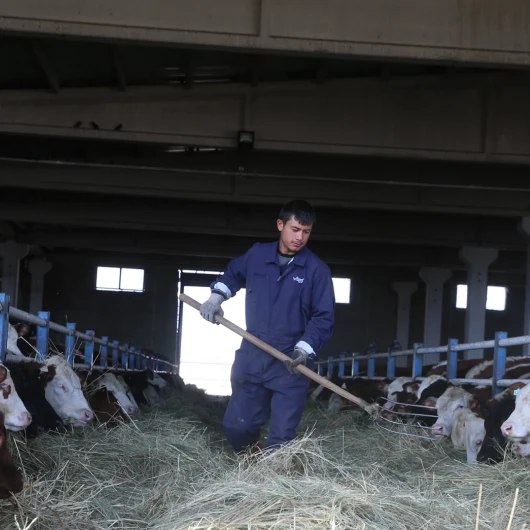 Erzurum'dan Hayvancılığa Destek: Gebe Düveler Doğu Anadolu'da