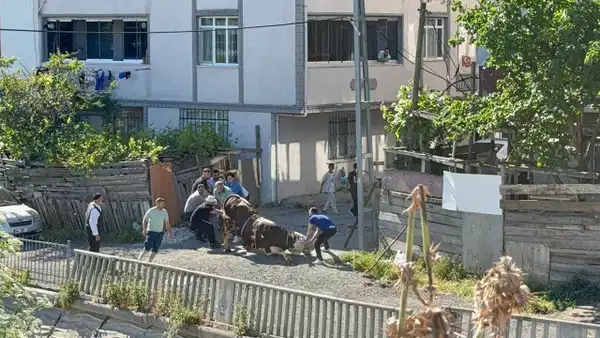 Esenyurt'ta kaçak kurban kesenlere ceza yağdı