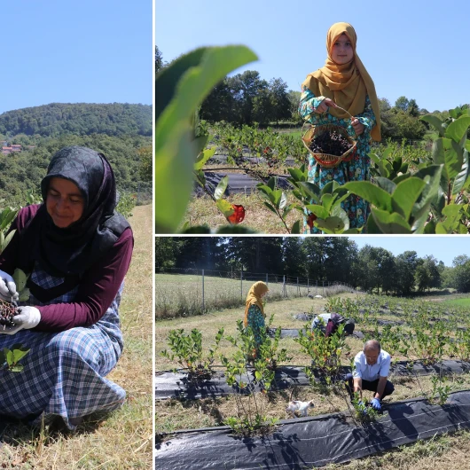 Eşinin Israrıyla Başladı, Atıl Arazi Servete Dönüştü: 300 Kilo Hasat Bekliyor