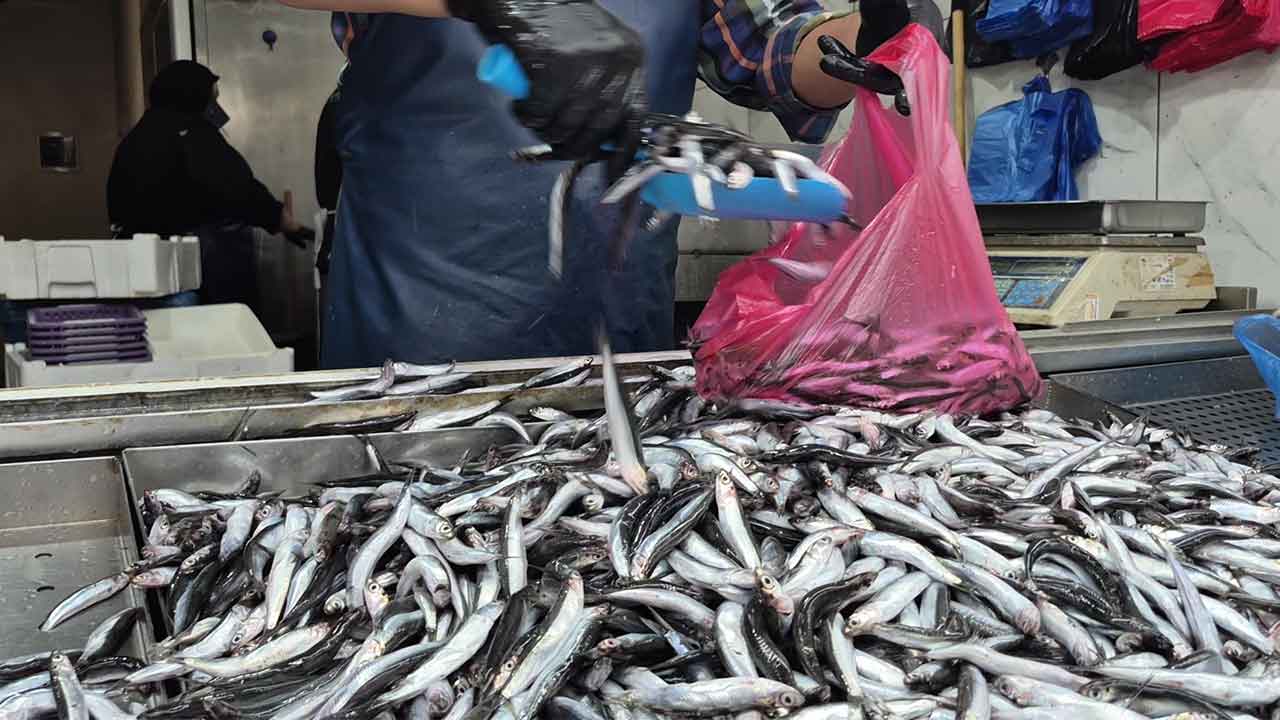 Eskişehir'de palamut ve hamsi bolluğu: çinekop ile lüfer tezgahta yok