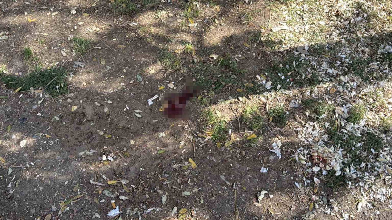 Eskişehir'de Parkta Döner Bıçaklı Saldırı: Bir Kişi Yaralandı