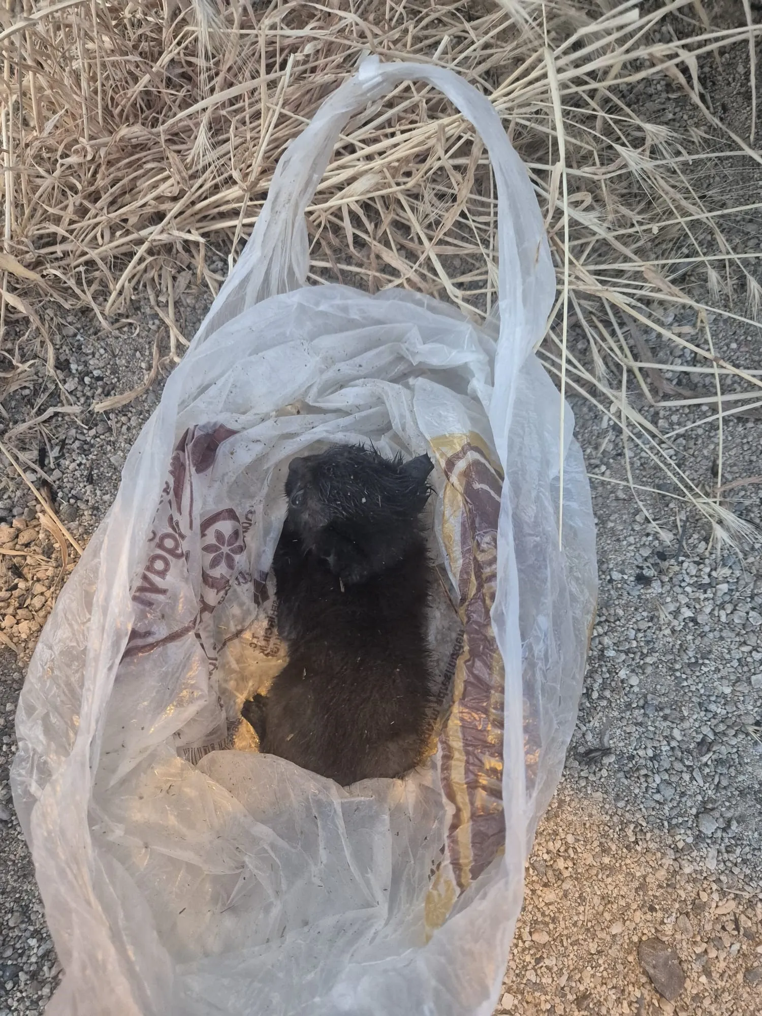 Eskişehir'de yavru kedi ağzı bantlanıp çöpe atıldı