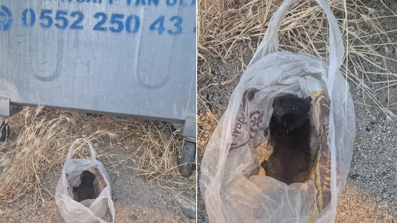 Eskişehir'de yavru kedi çöpe atıldı: Ağzı bantlı poşetten son anda kurtarıldı