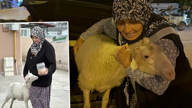 Evden kaçan kuzu 'Çorap' kurbanlık olmaktan son anda kurtuldu
