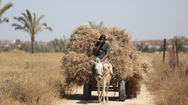 FAO, Gazze'ye tarımsal girdi kısıtlamalarının kaldırılmasını istiyor