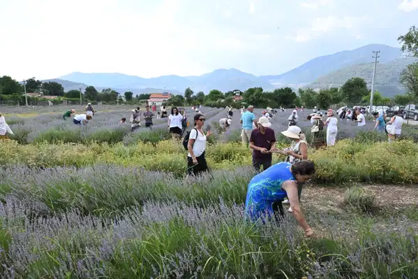 Fethiye Belediyesi’nin lavanta bahçesinde hasat coşkusu