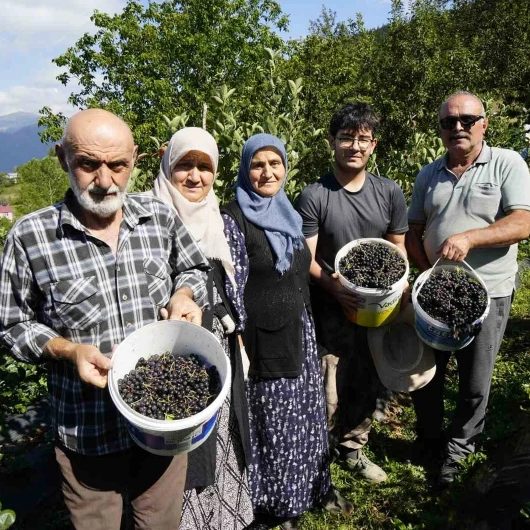 Fındığa Alternatif Aronya Rekoru: 'Felç Geçirdim, Bu Meyve Beni İyileştirdi